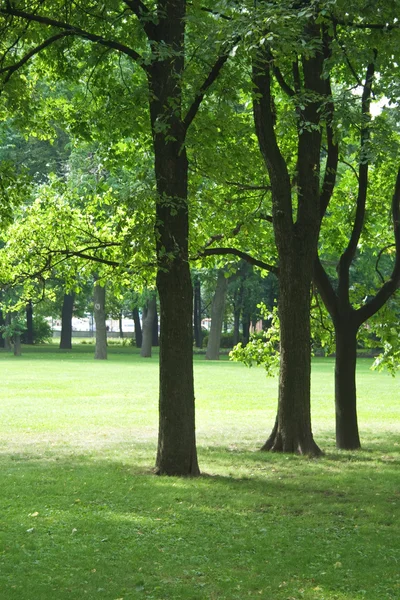 잔디밭에 오크 나무 — 스톡 사진