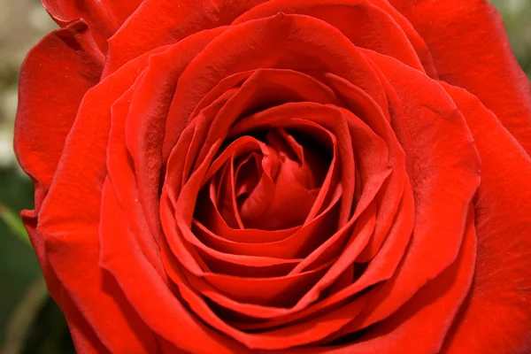 stock image Bud of red rose