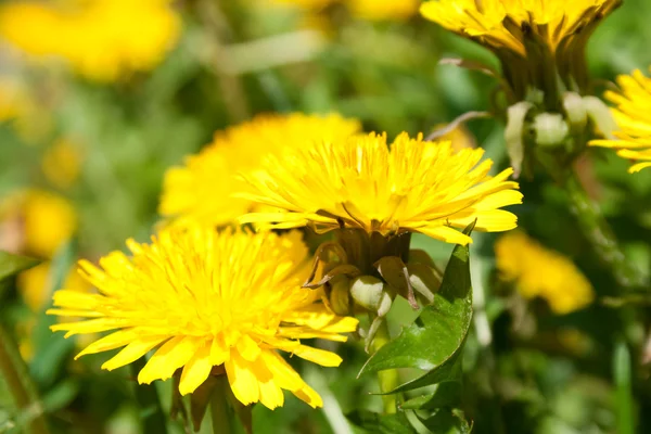 stock image Yellow dandelions against a green grass