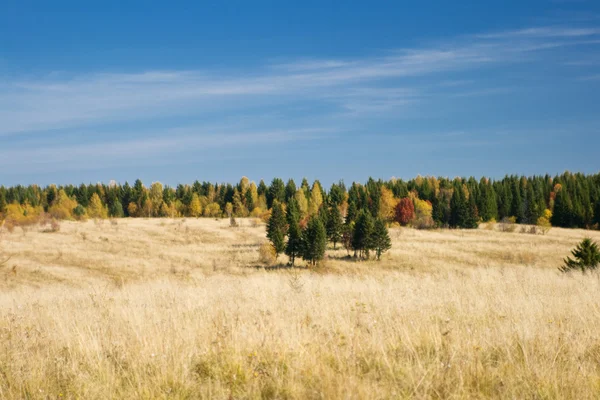 Bela madeira de outono na Sibéria — Fotografia de Stock