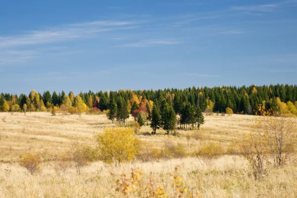 Дерево и поле в осенний период — стоковое фото