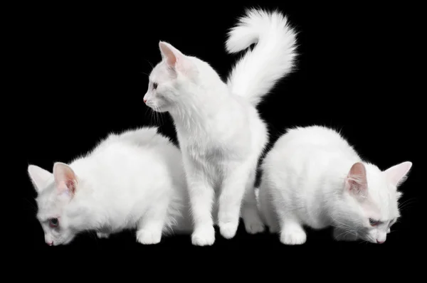 Gatos brancos bonitos olham cada maneira que — Fotografia de Stock