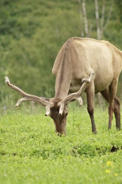 One maral is grazed on pasture. clipart