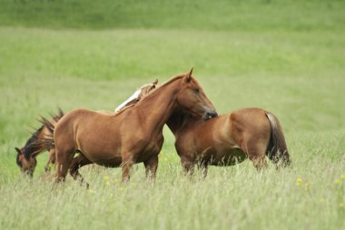 Some horses in nature clipart