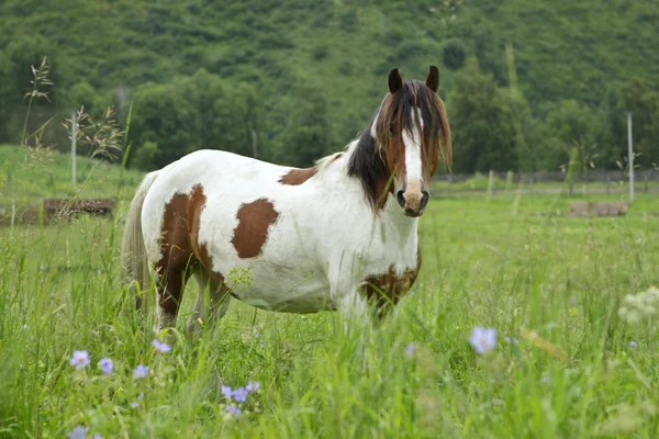 Lonely horse on a meadow in the shot center — Stock Photo, Image