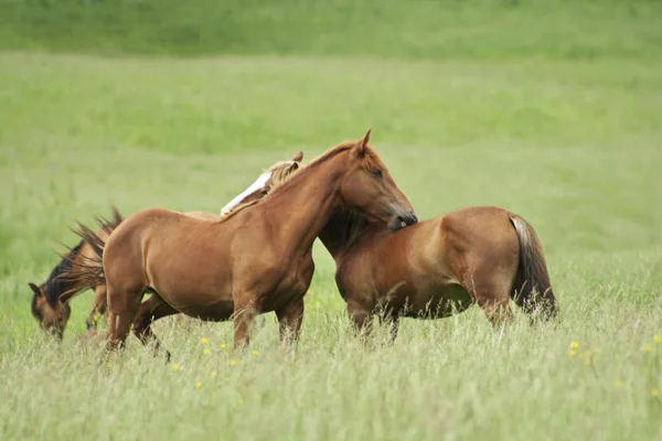 Alguns cavalos na natureza — Fotografia de Stock