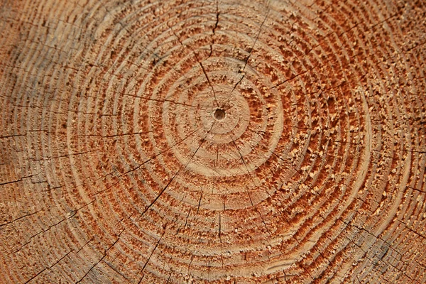 Tekstury drewna pierścienie — Zdjęcie stockowe