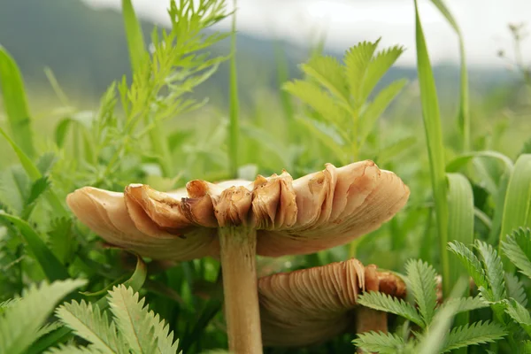 Cogumelos selvagens que crescem em uma floresta — Fotografia de Stock