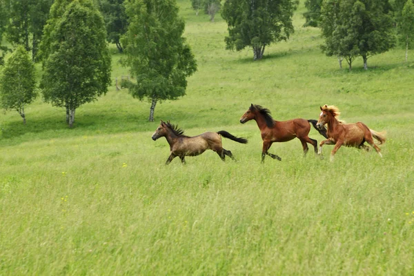 The Altay's meadow running horses on it — Stock Photo, Image