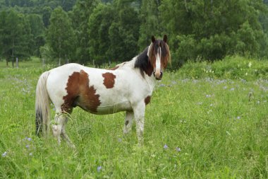 Lonely horse on a meadow in the shot center clipart