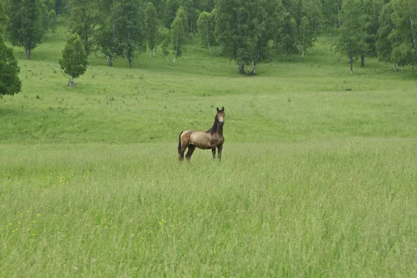 Lonely horse on a meadow in the shot center — Stock Photo, Image
