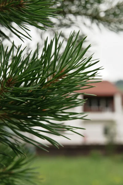 Grøn gren af fyr mod huset - Stock-foto