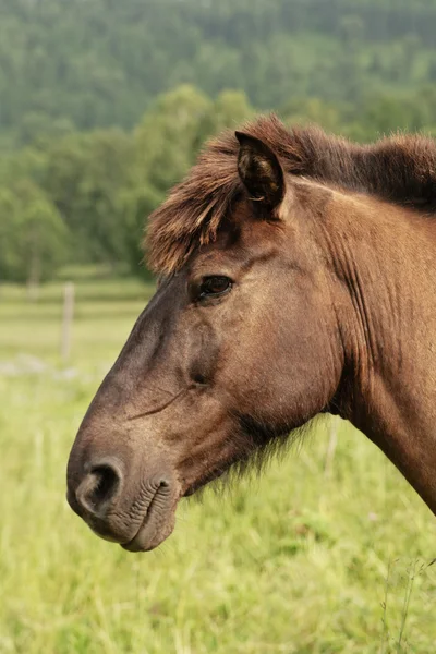 Muzzle of a horse. — Stock Photo, Image