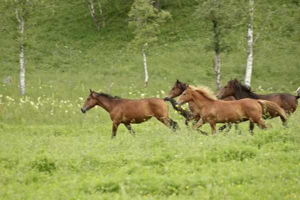 Herd of young foals — Stock Photo, Image
