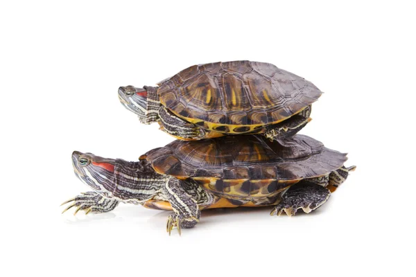 Two aquatic turtle, one over another — Stock Photo, Image