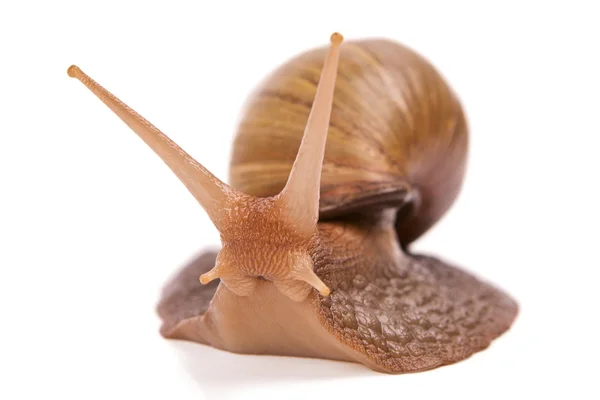 Snail slowly creeps — Stock Photo, Image
