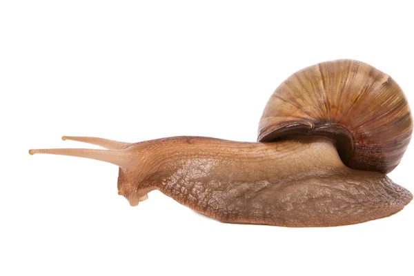 stock image Snail slowly creeps