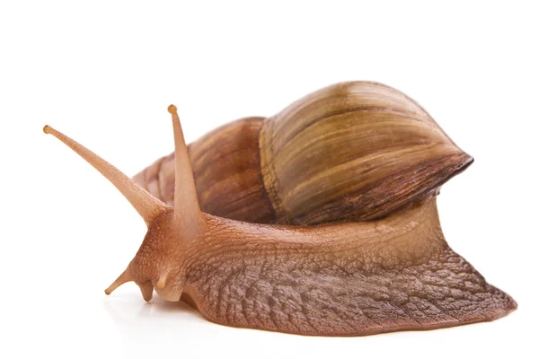 stock image Snail slowly creeps