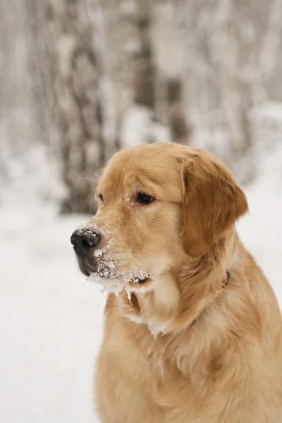 아름 다운 골든 리트리버 강아지 — 스톡 사진