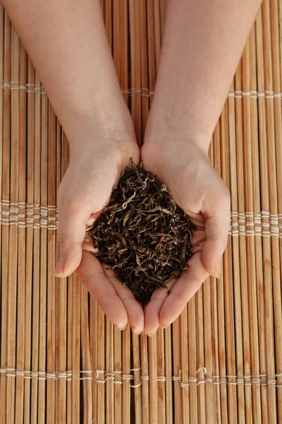 Hands holding leaves of black tea — Stock Photo, Image