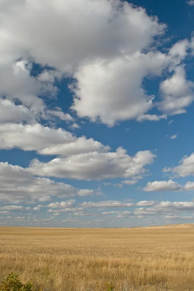 Yellow steppe and sunny sky — Stock Photo, Image