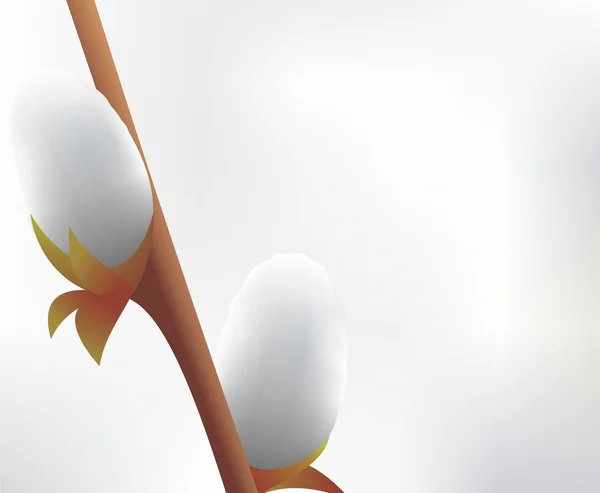 Fleurs de saule branches — Image vectorielle