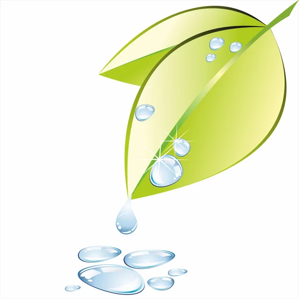 Hoja verde con gota de agua — Archivo Imágenes Vectoriales
