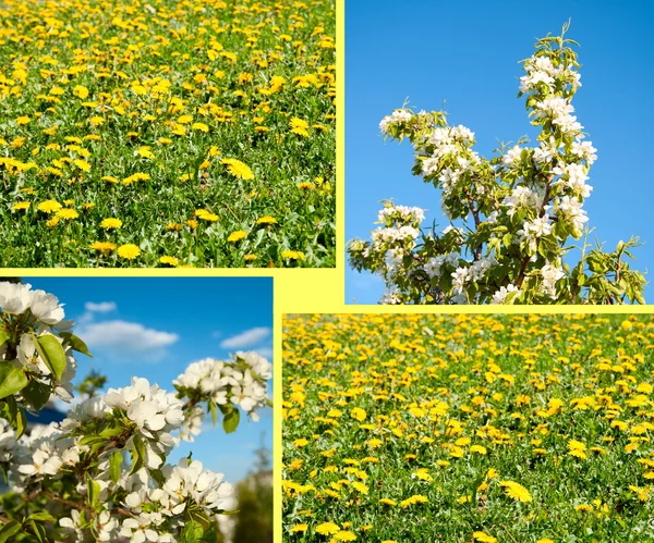 Field from dandelions and apple-tree flowers — Stock Photo, Image