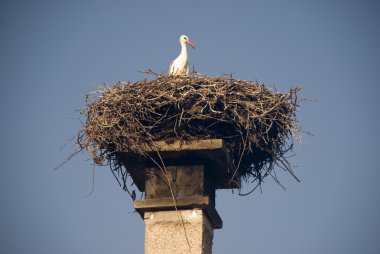 Stork's nest burgenland