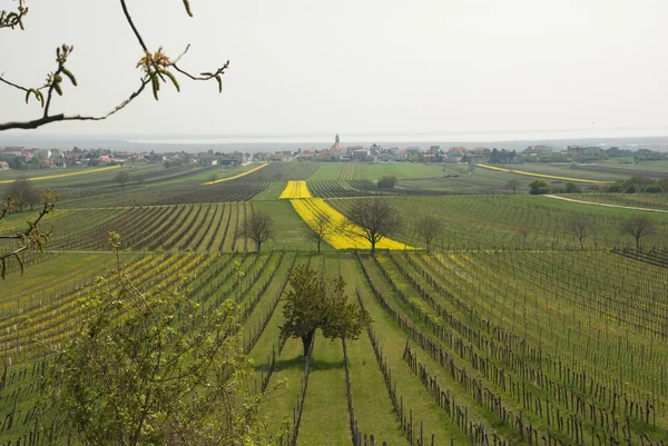 Řepka pole a vinice v Burgenlandu — Stock fotografie