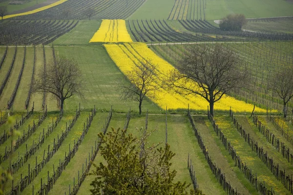 Řepka pole a vinice v Burgenlandu — Stock fotografie