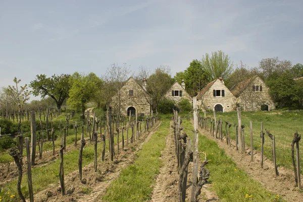 stock image Burgenland vineyards