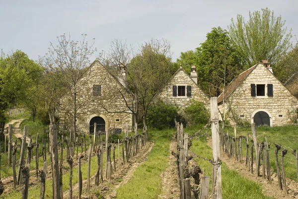 stock image Burgenland vineyards