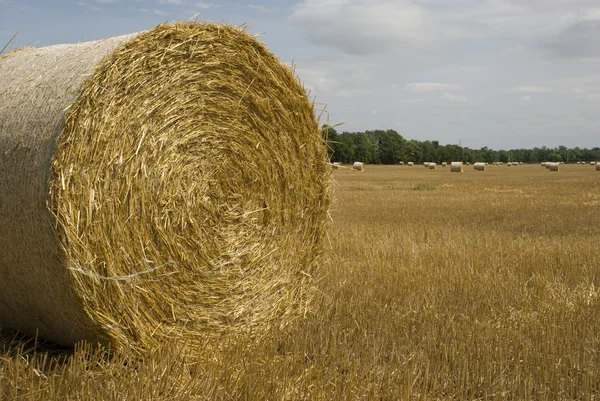 stock image Harvest - bale of straw