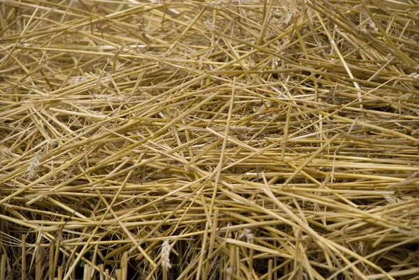 Stock image Straw background