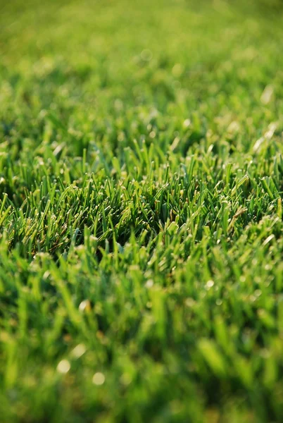 stock image Green grass background