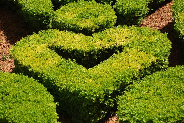 stock image Heart shaped bush