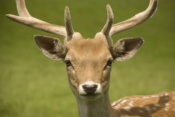 stock image Fallow deer