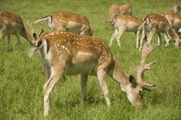 stock image Fallow deer herd