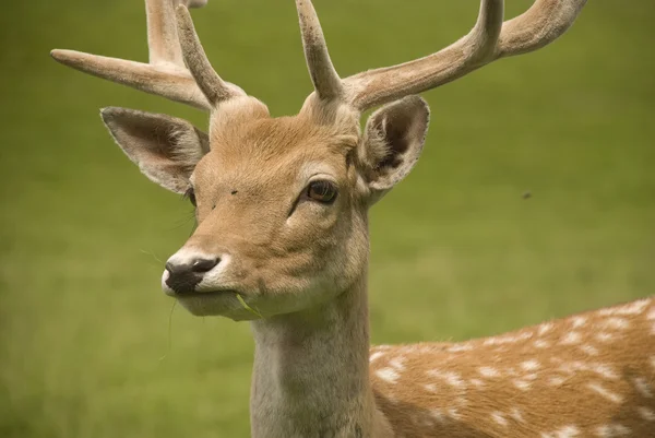 Stock image Fallow deer