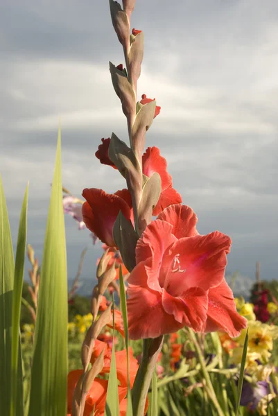 Rode gladiolen — Stockfoto
