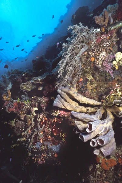 Peces tropicales en un arrecife de coral — Foto de Stock
