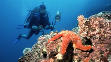 Diver and Starfish clipart