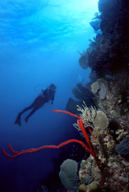 Diver and Red finger sponge clipart