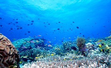 Uepi Shallow Reef clipart