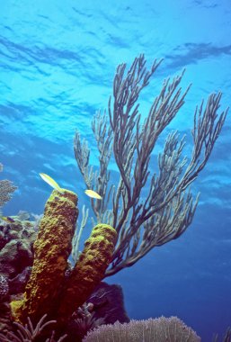 Caribe sığ resif