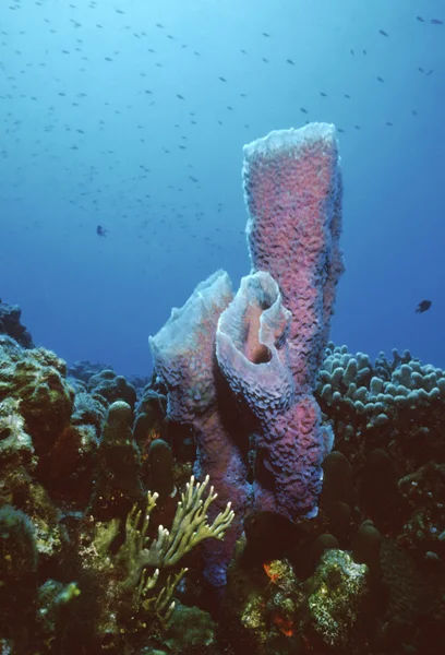 Azure vase sponge — Stock Photo, Image