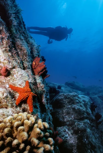 Muro de estrellas de mar —  Fotos de Stock