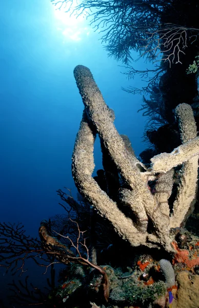 Belize Tube Sponges — Stock Photo, Image