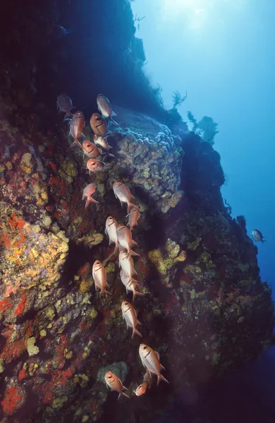 Cayman Deep Reef — Stock Photo, Image